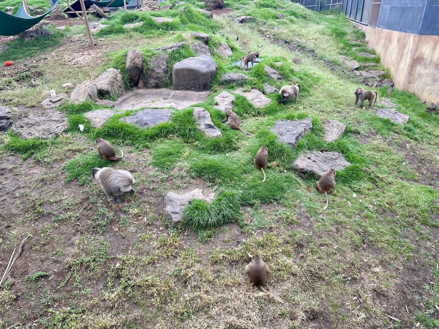 Hamadryas Baboon Troop