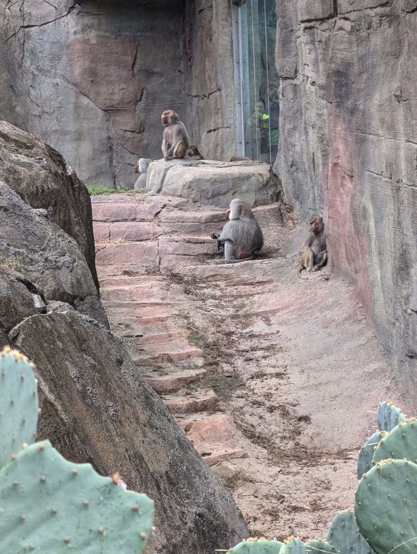 Hamadryas Baboon troop