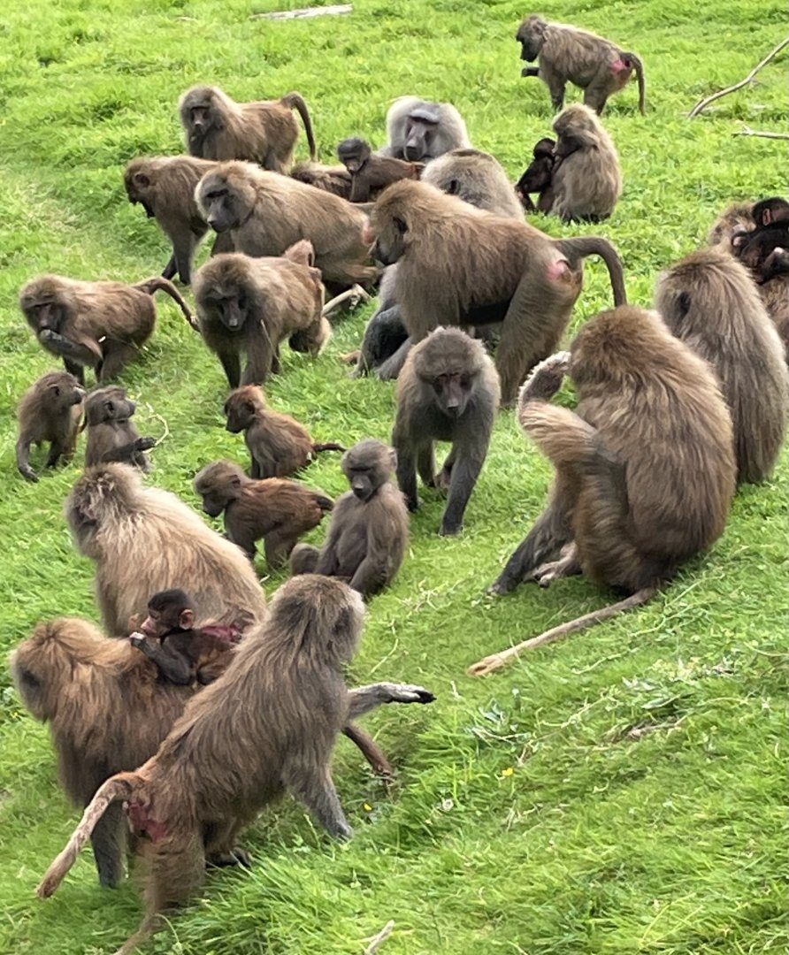 Hamadryas Baboon Troop