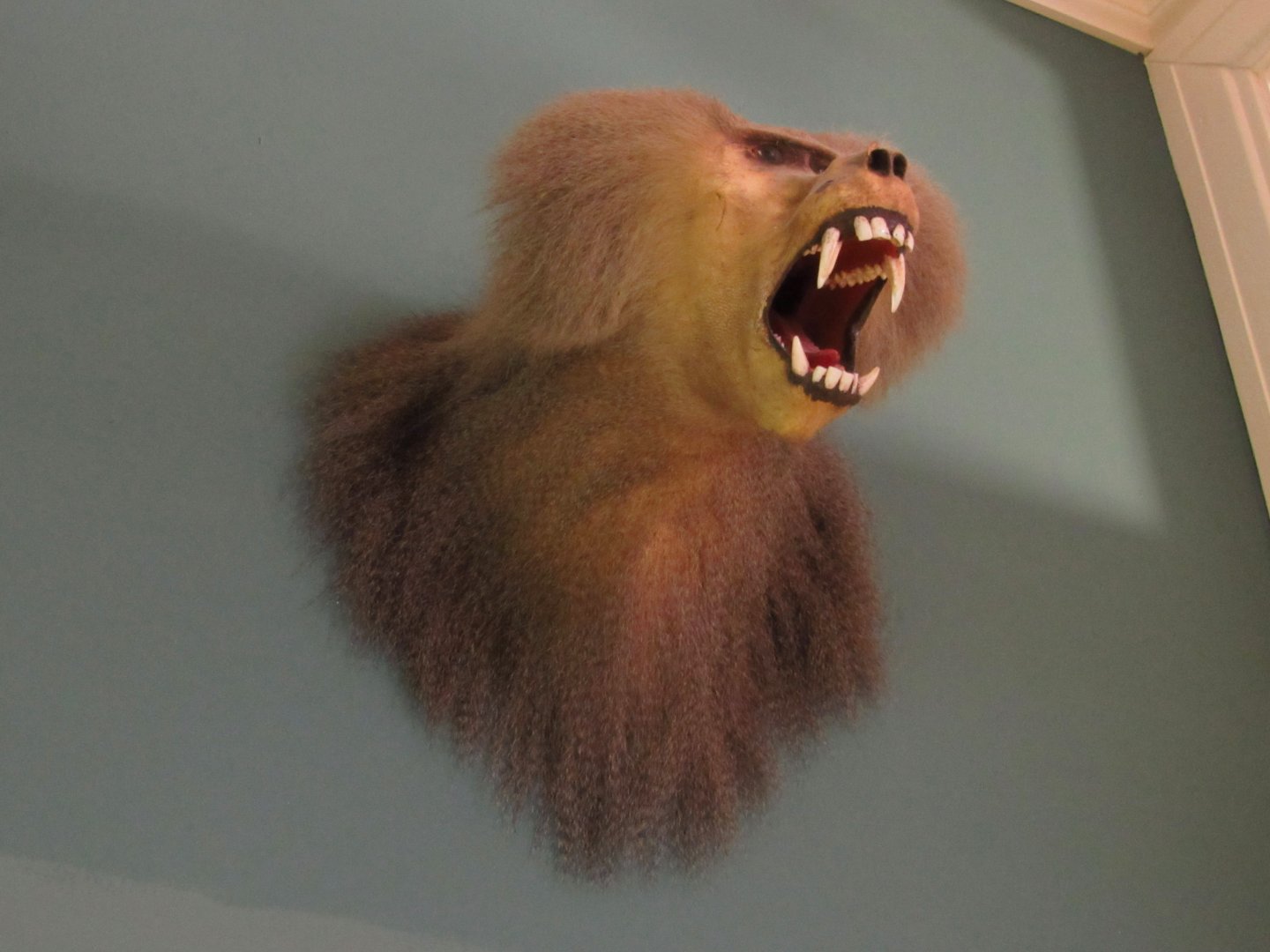 Hamadryas Baboon Underside