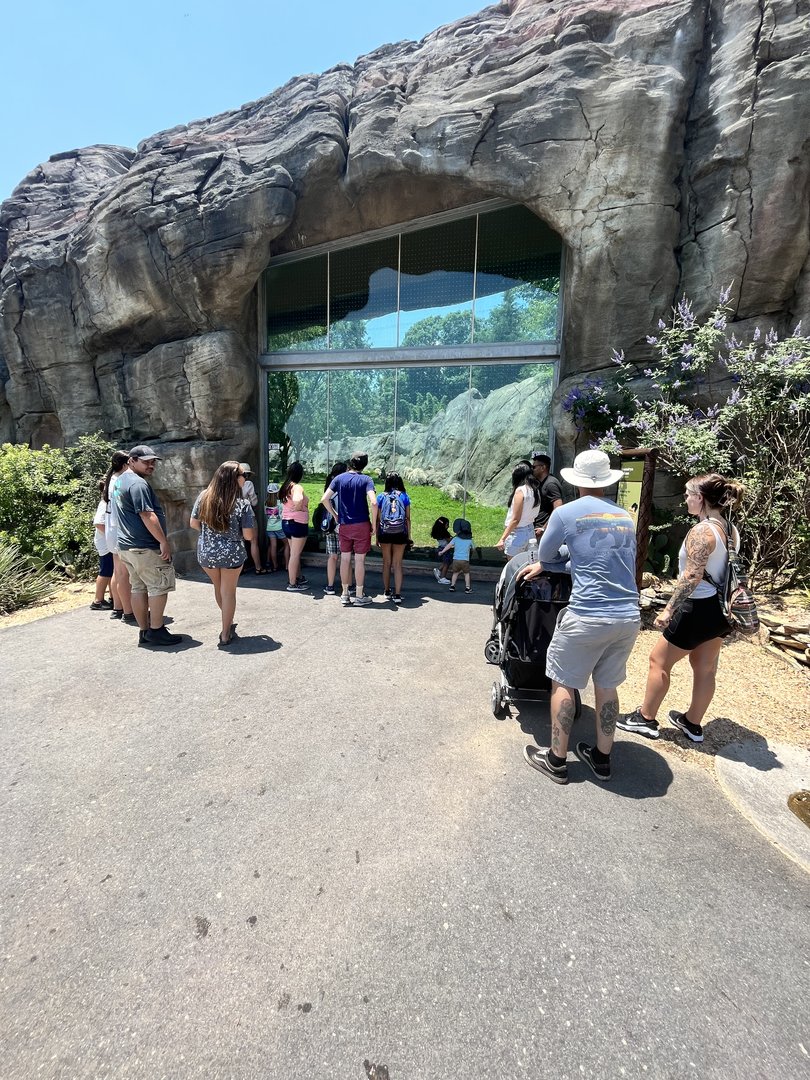 Hamadryas Baboon Viewing