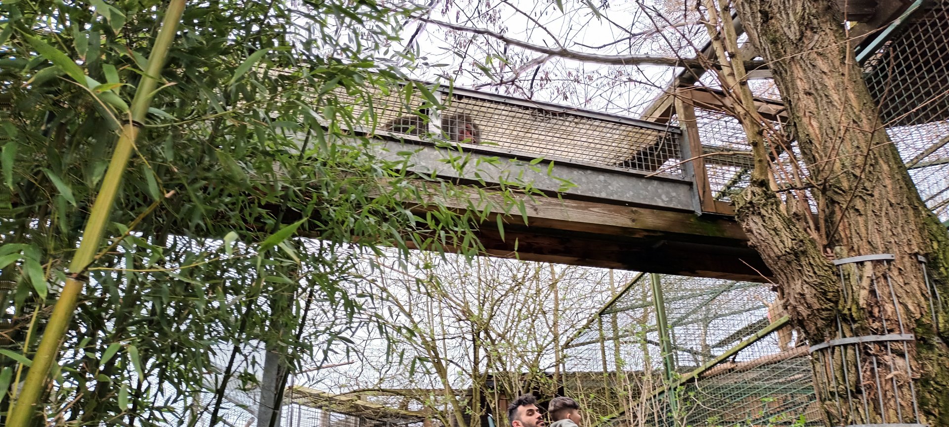 Hamadryas Baboon walking through overhead Tunnels