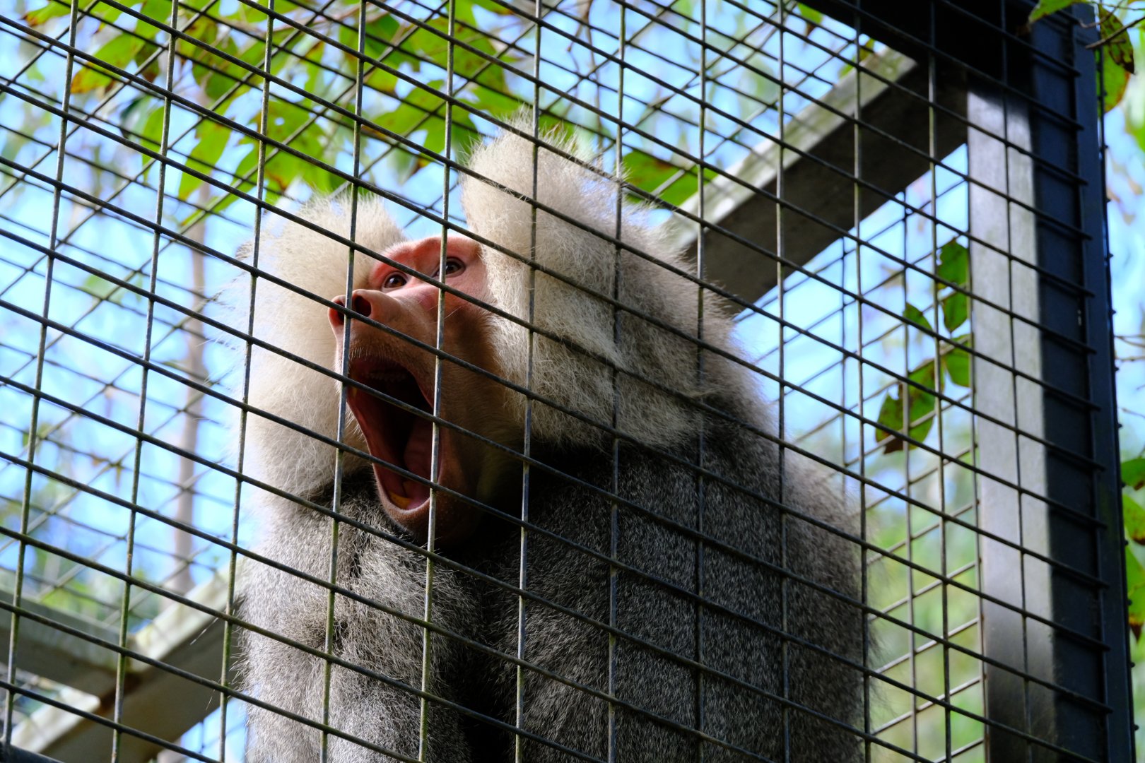 Hamadryas Baboon - Wildlife HQ