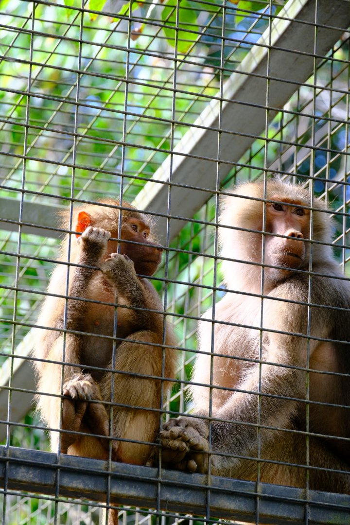 Hamadryas Baboon - Wildlife HQ