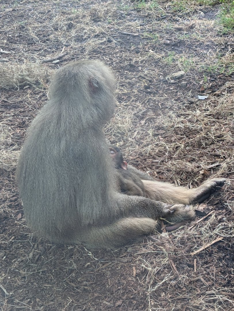 Hamadryas Baboon with young