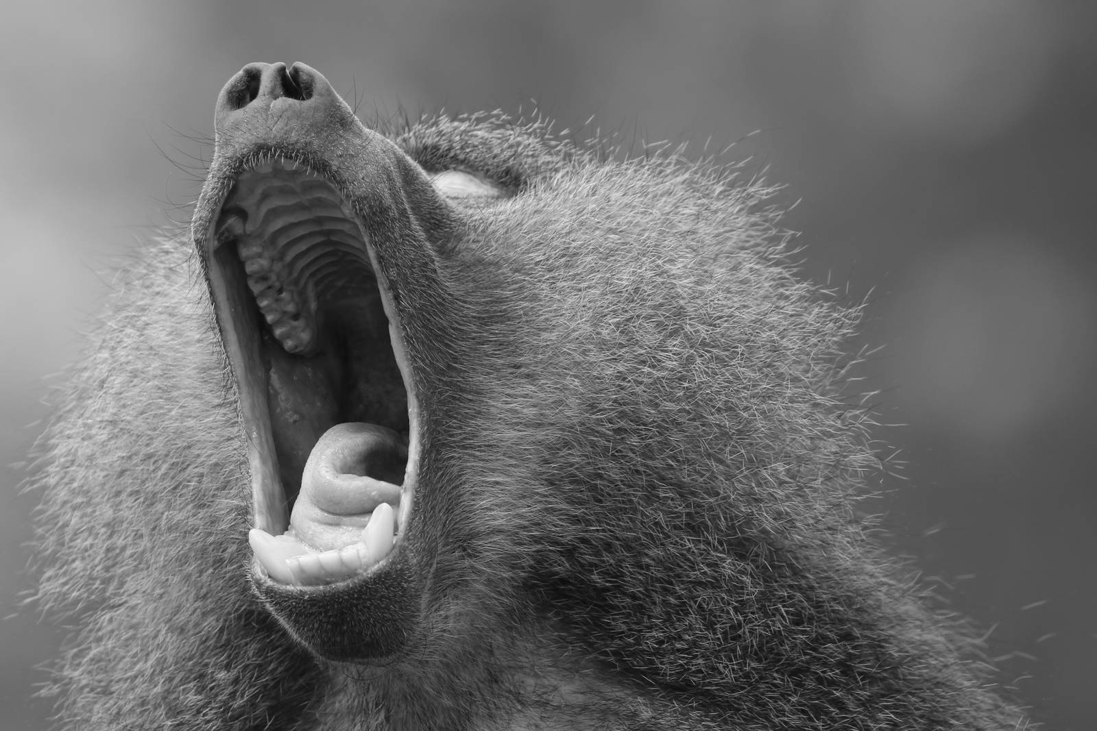 Hamadryas Baboon, Wroclaw Zoo, April 2016