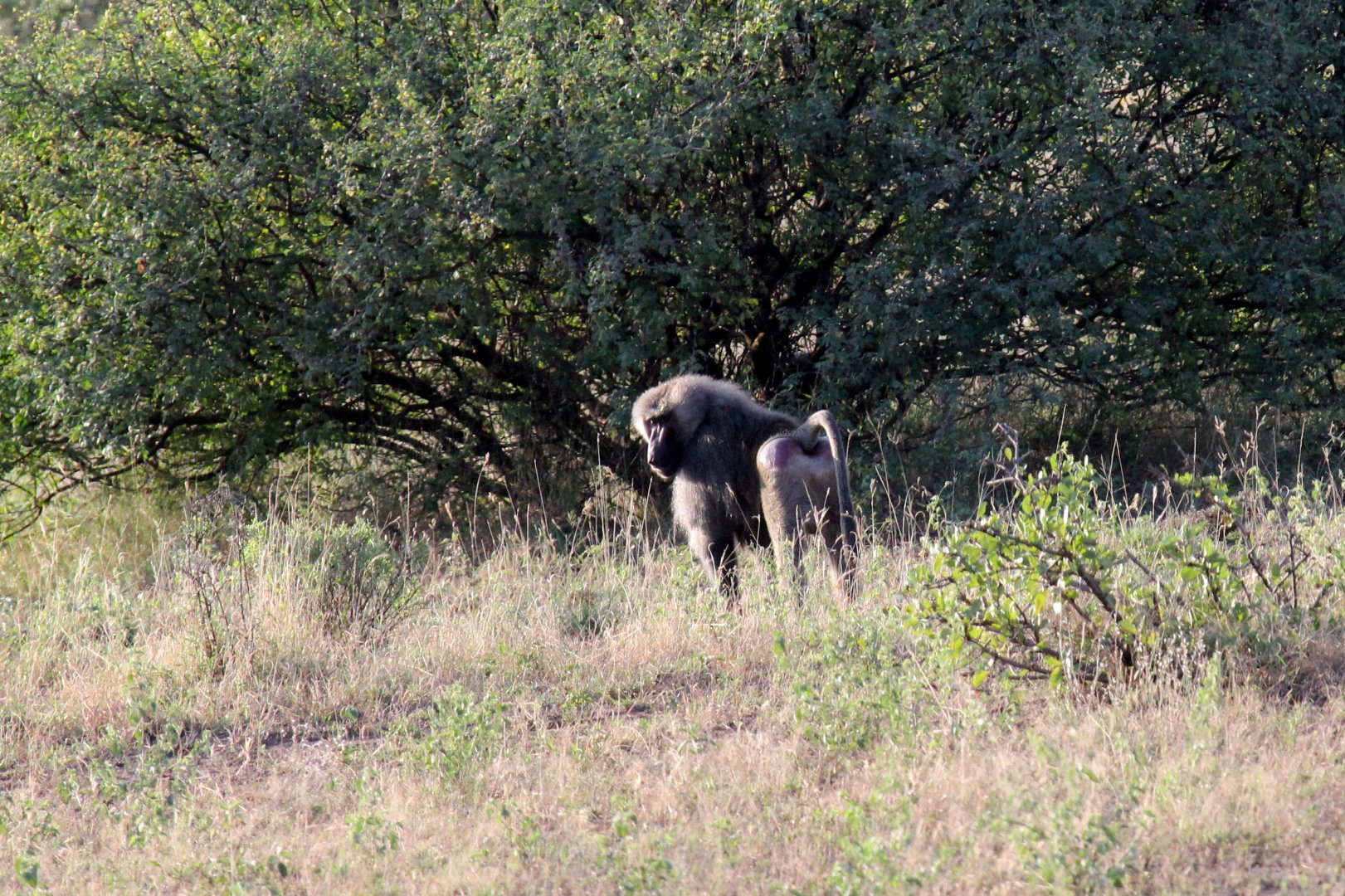 Hamadryas Baboon x Olive Baboon hybrid