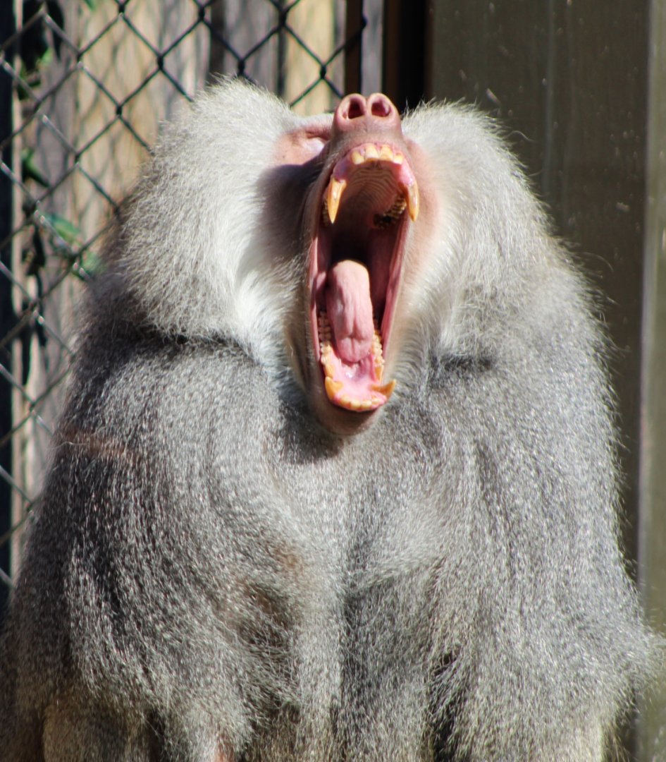 Hamadryas Baboon Yawn
