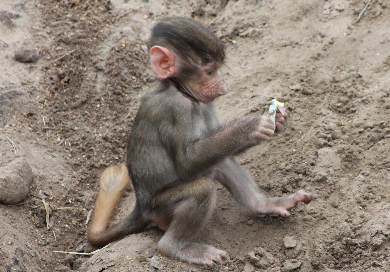 Hamadryas baboon young