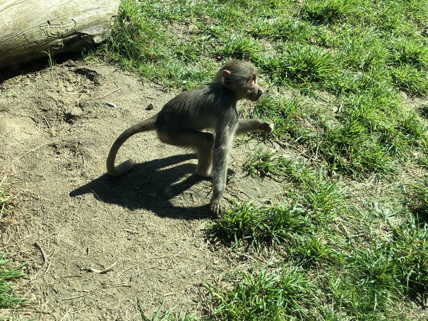Hamadryas baboon youngling