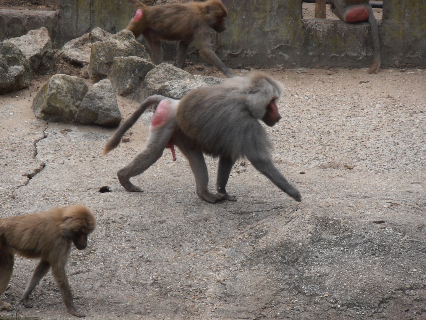 Hamadryas baboon-Zoo Bassin D'Arcachon (2012)