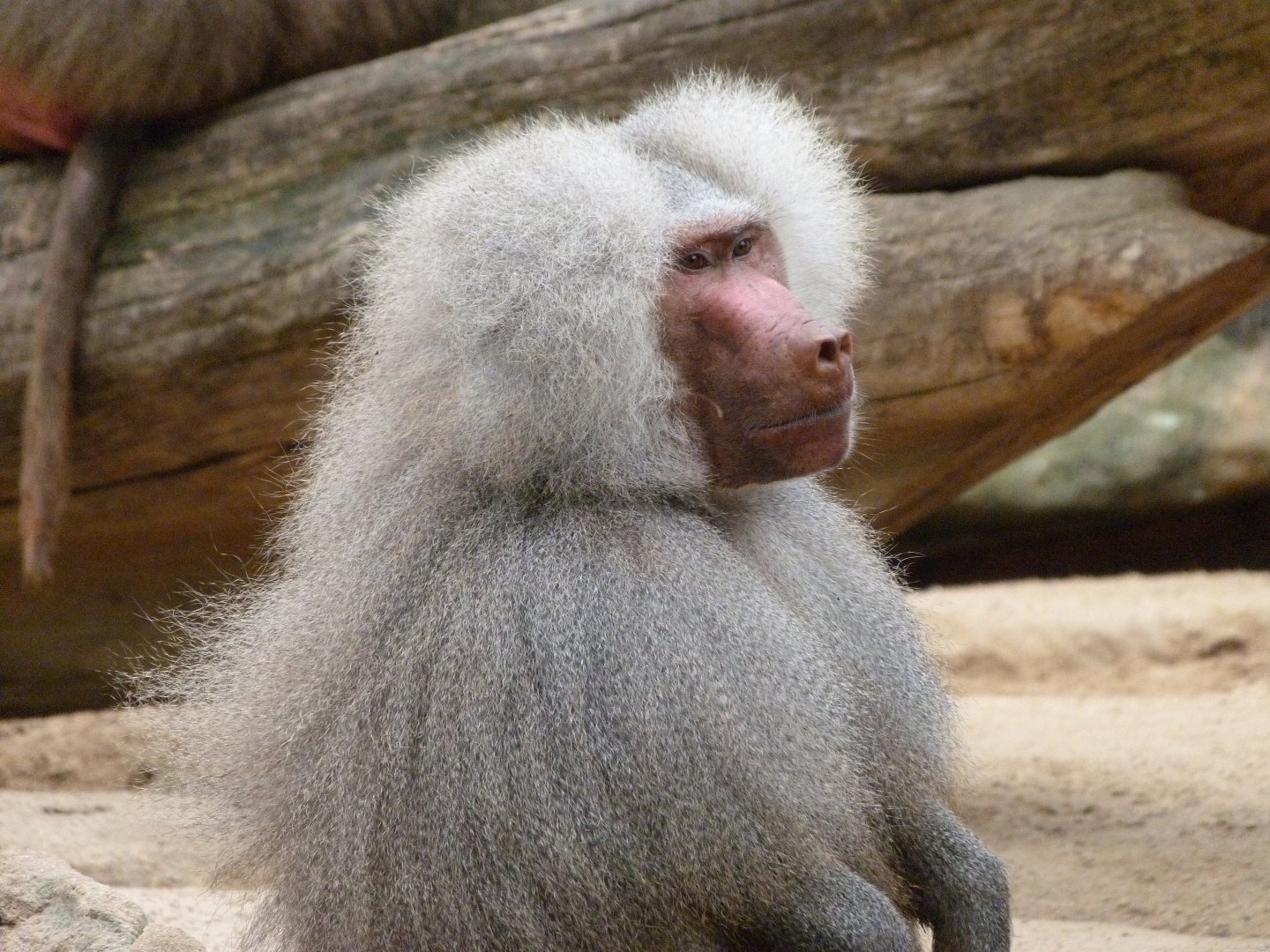 Hamadryas baboon -Zoologischer Garten Berlin (2024)