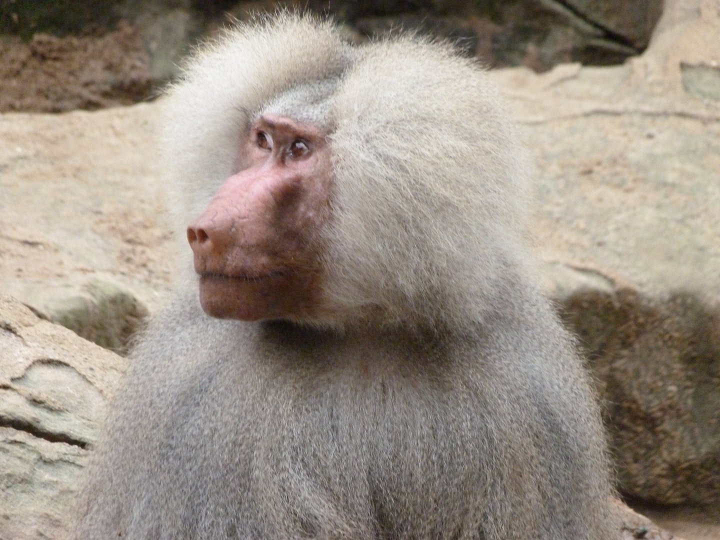 Hamadryas baboon -Zoologischer Garten Berlin (2024)