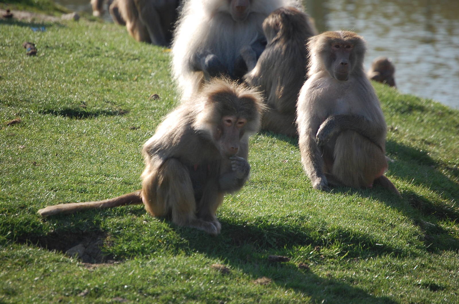 Hamadryas baboon