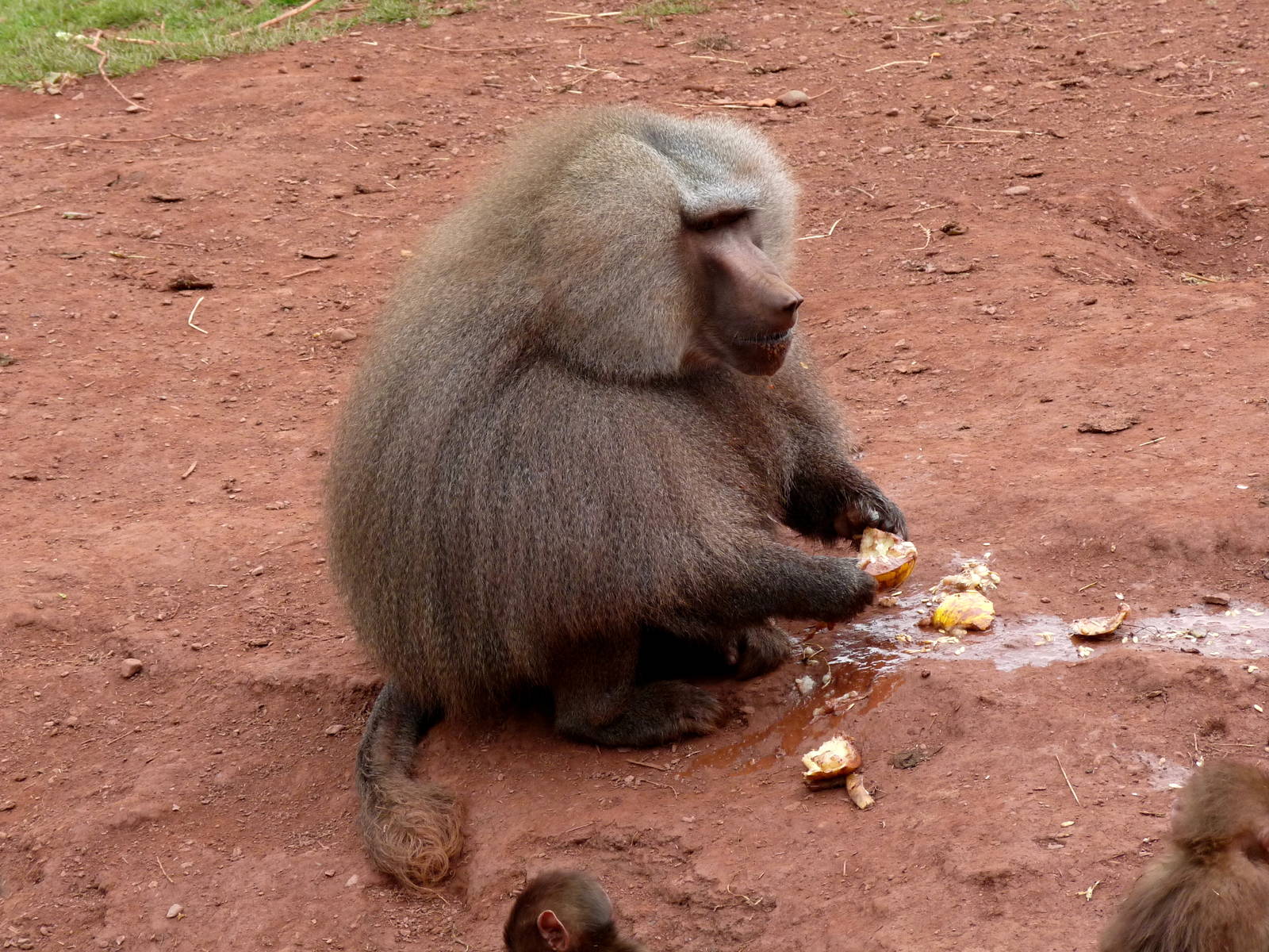 Hamadryas baboon