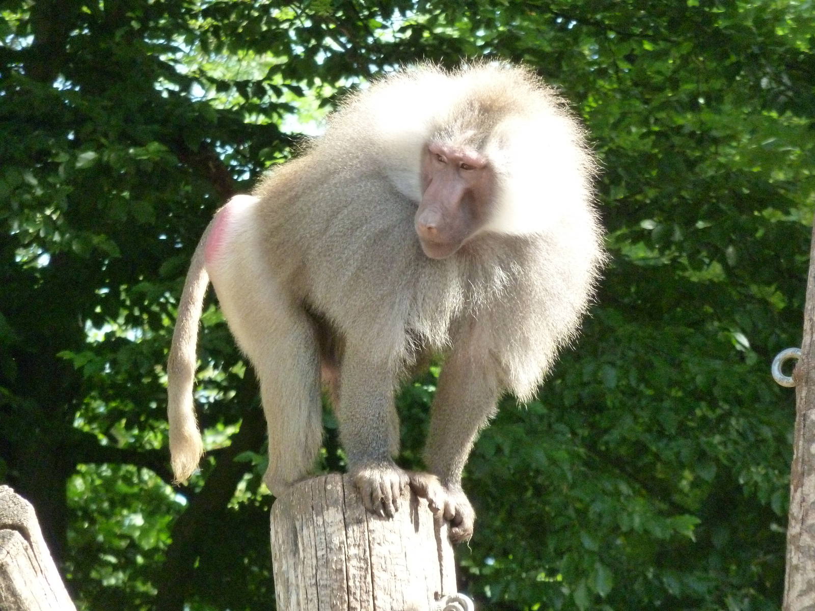 hamadryas baboon