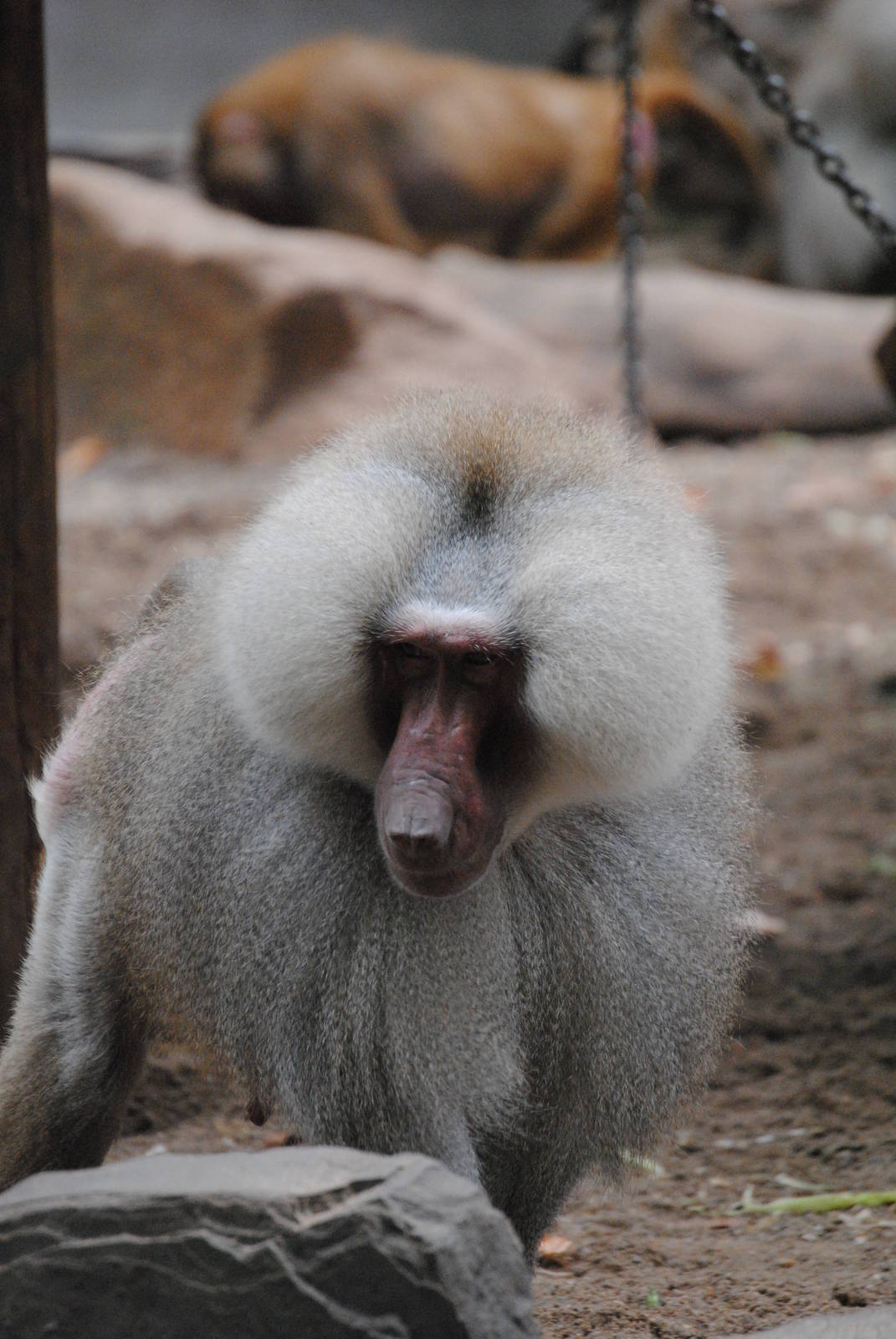 Hamadryas baboon