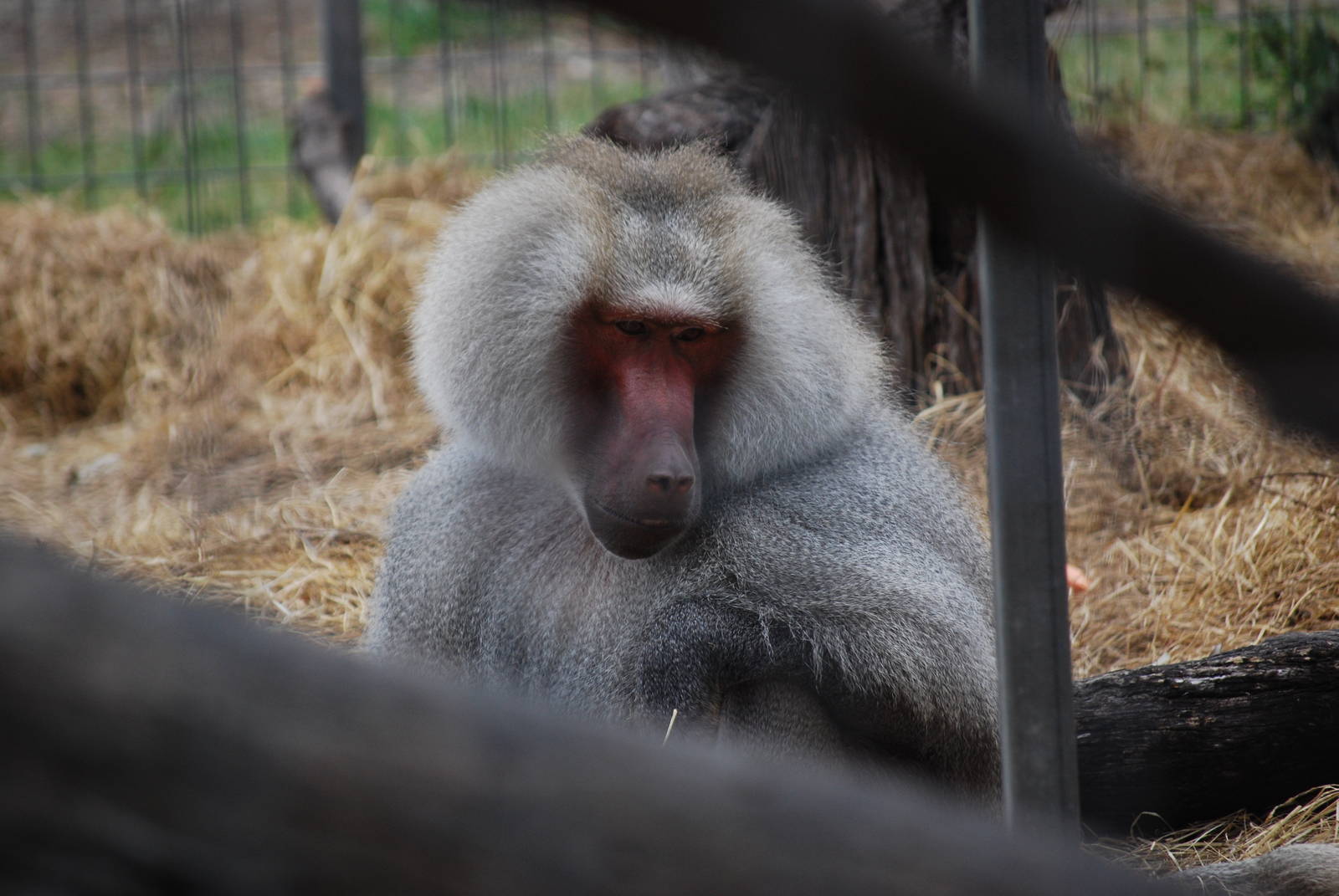 Hamadryas Baboon