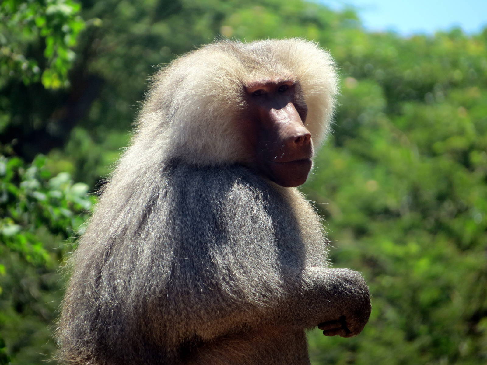 Hamadryas Baboon