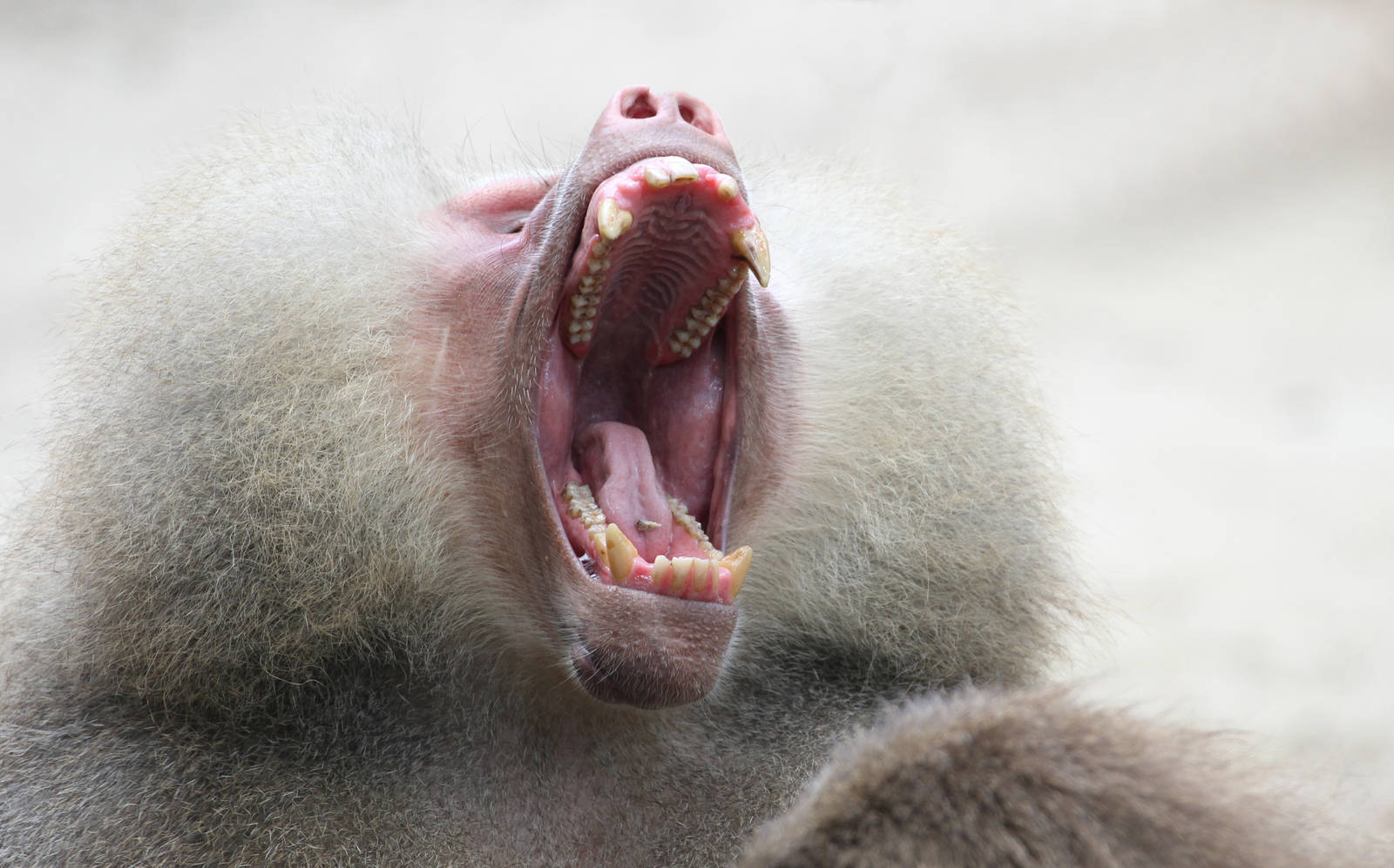 Hamadryas Baboon