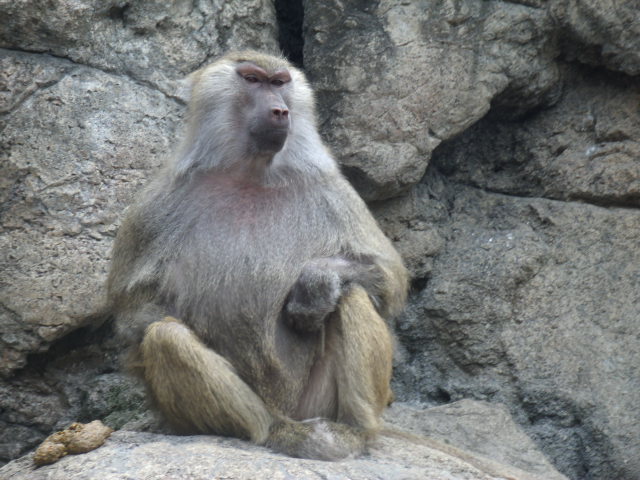 Hamadryas Baboon