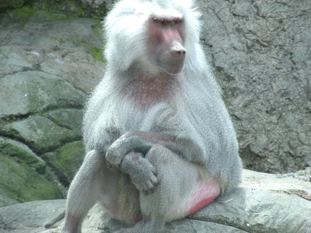 Hamadryas Baboon