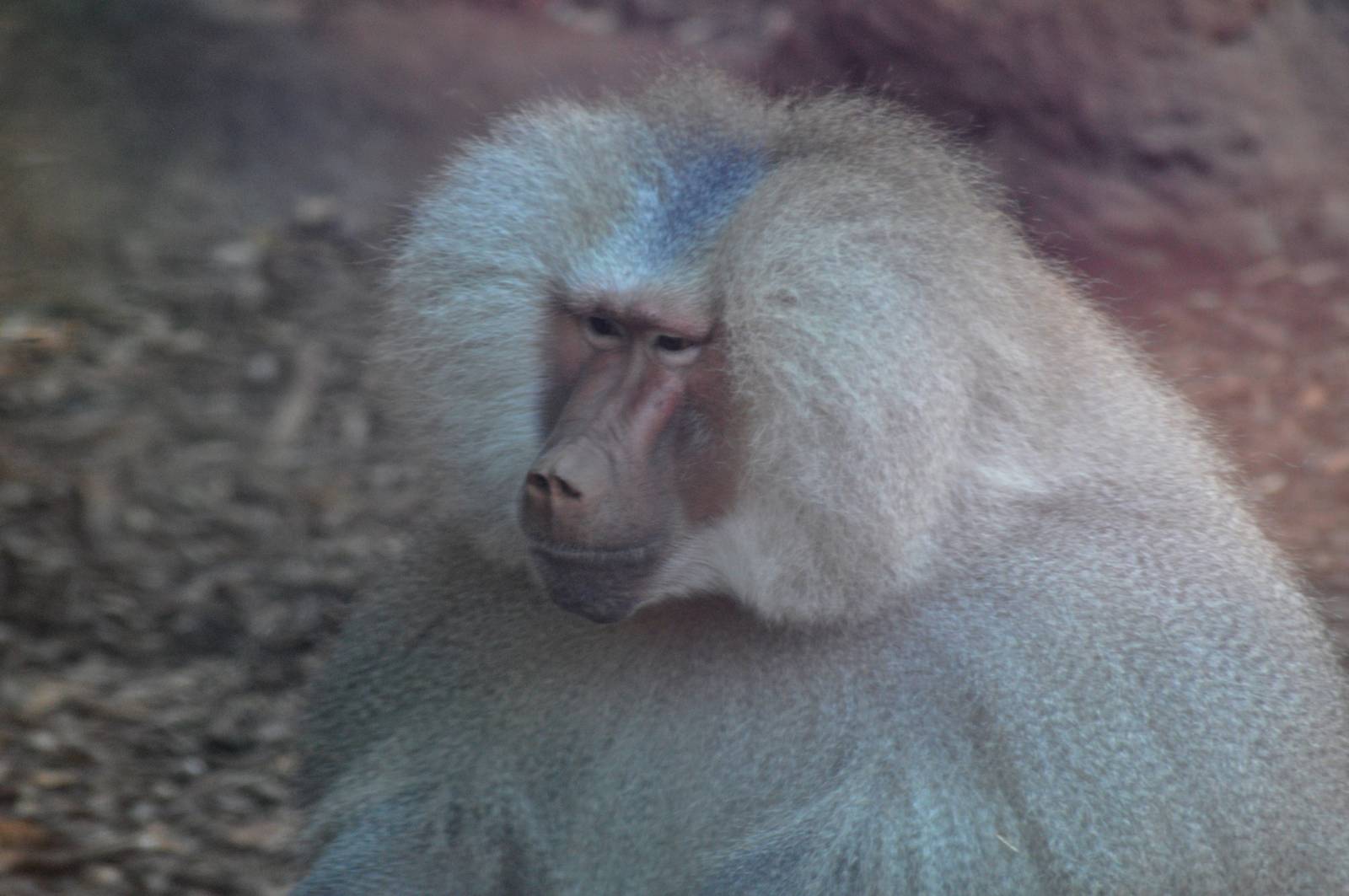 Hamadryas Baboon
