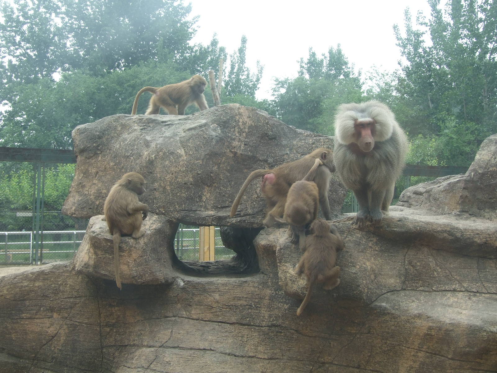 Hamadryas baboon
