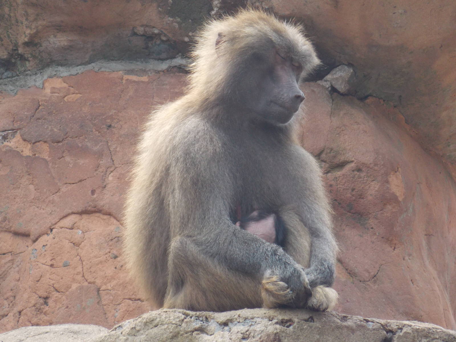 Hamadryas Baboon