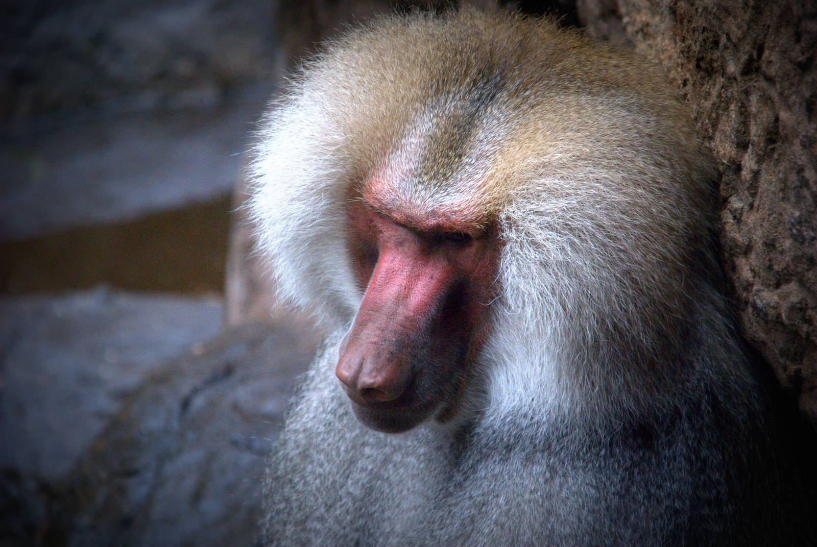 Hamadryas Baboon