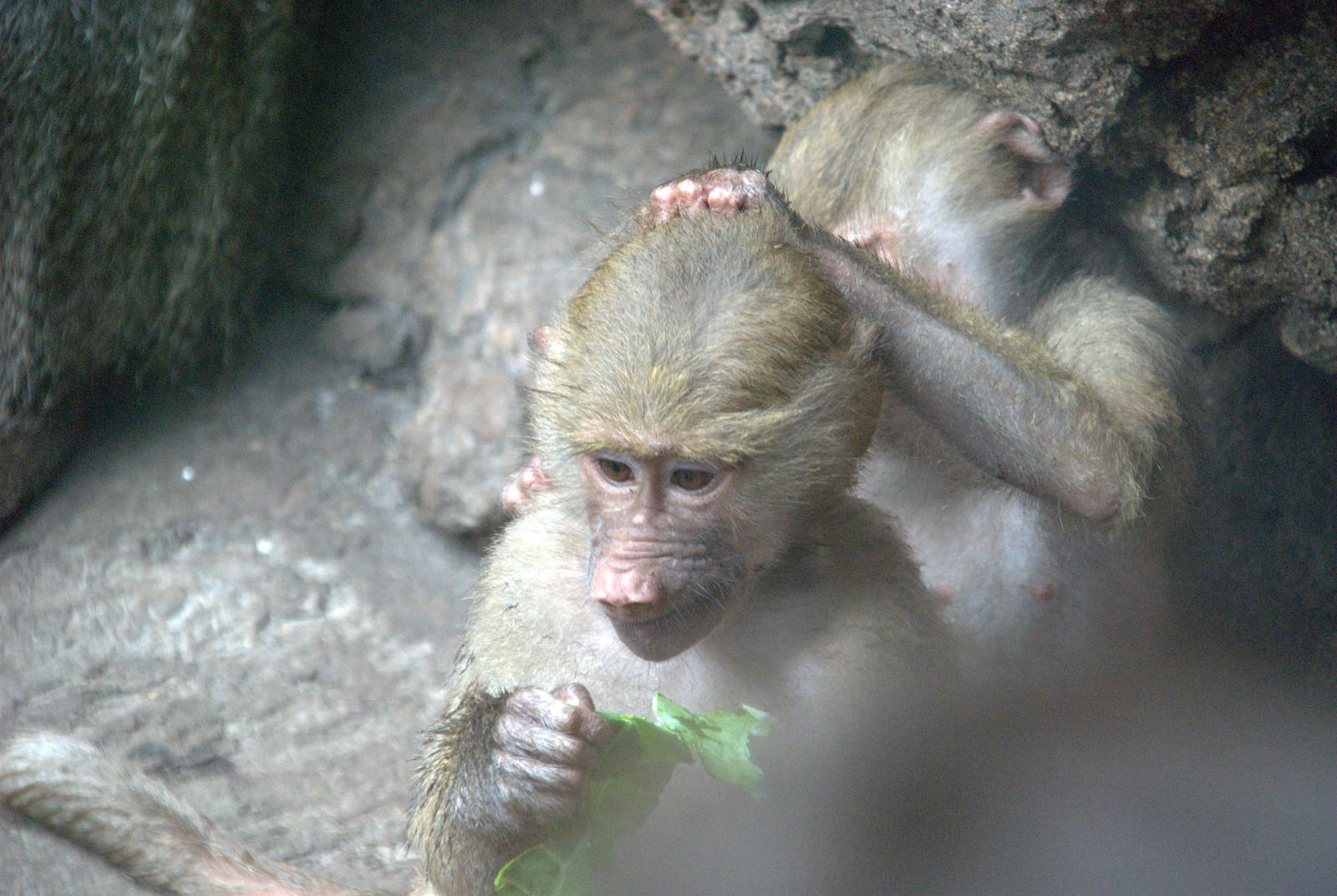 Hamadryas Baboon