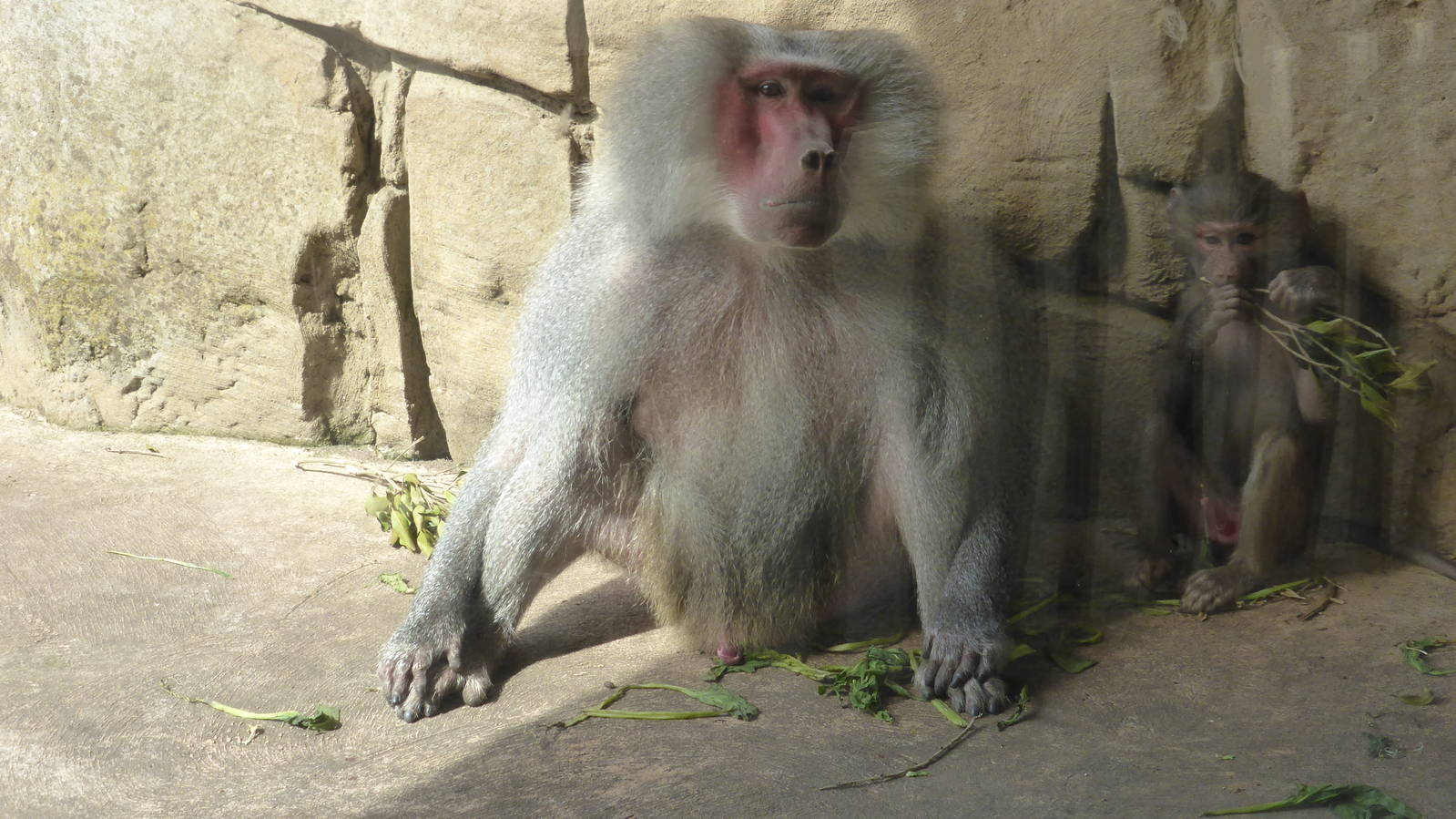 Hamadryas Baboon