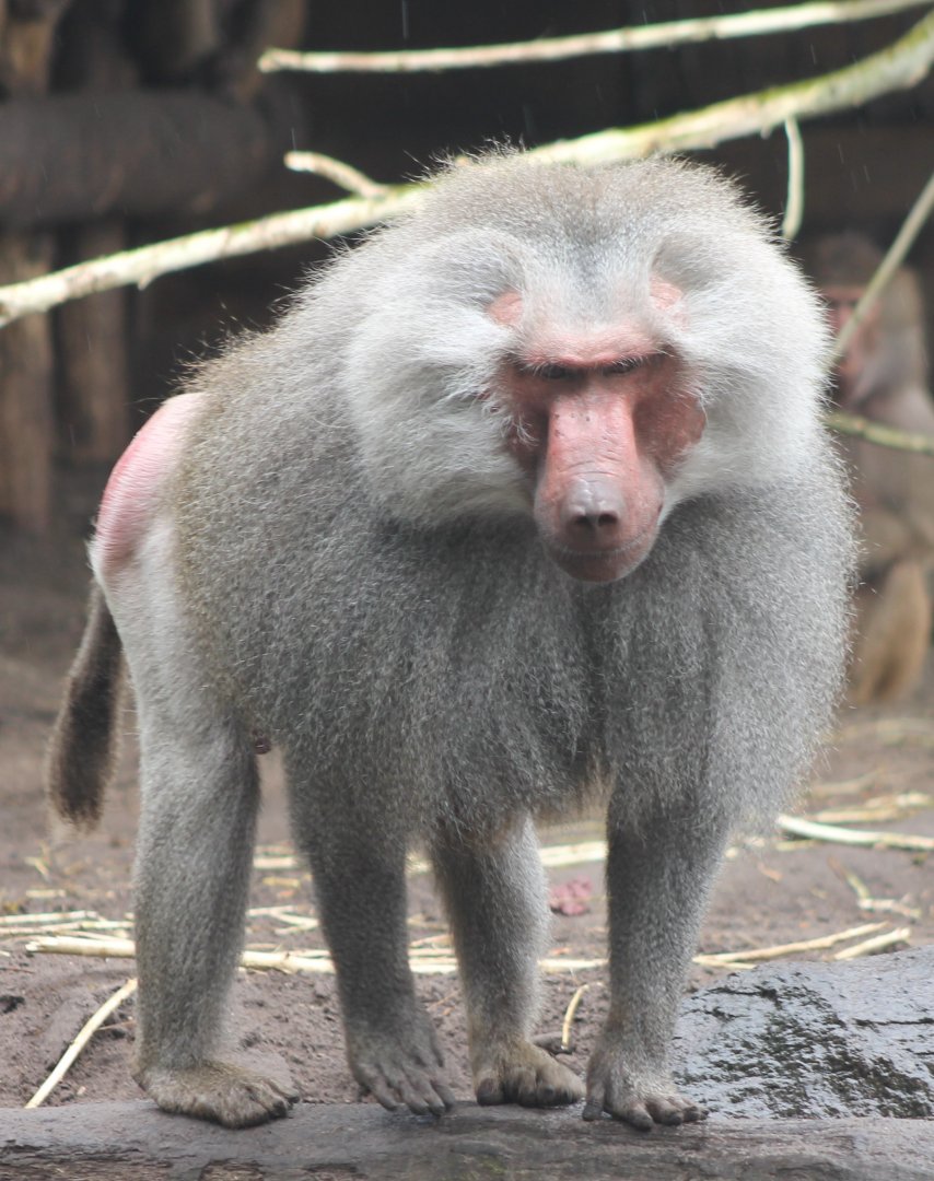 Hamadryas baboon