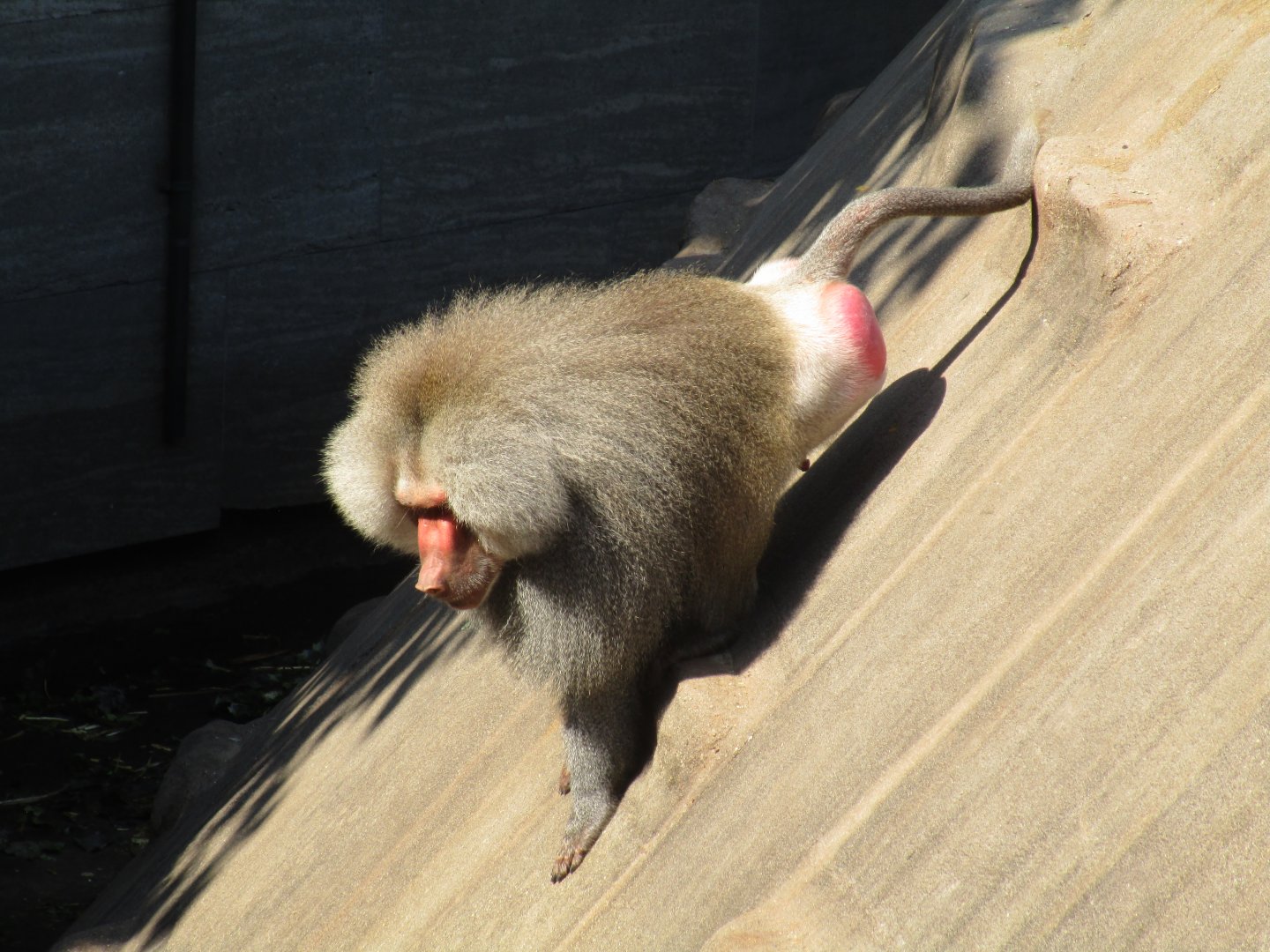 Hamadryas Baboon
