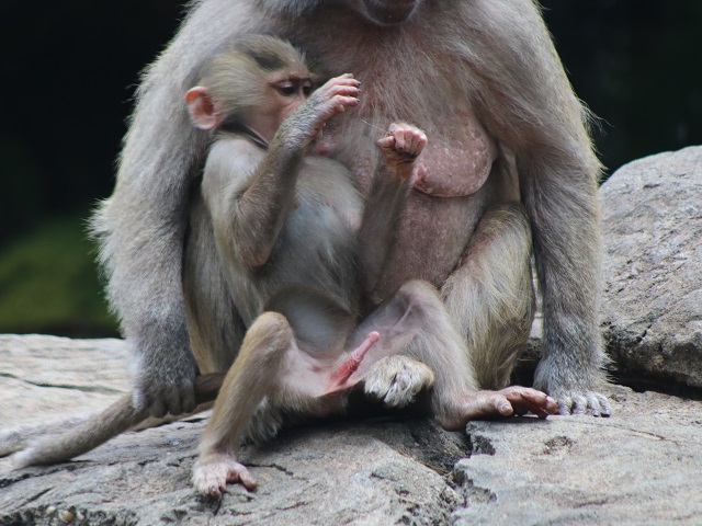 Hamadryas Baboon
