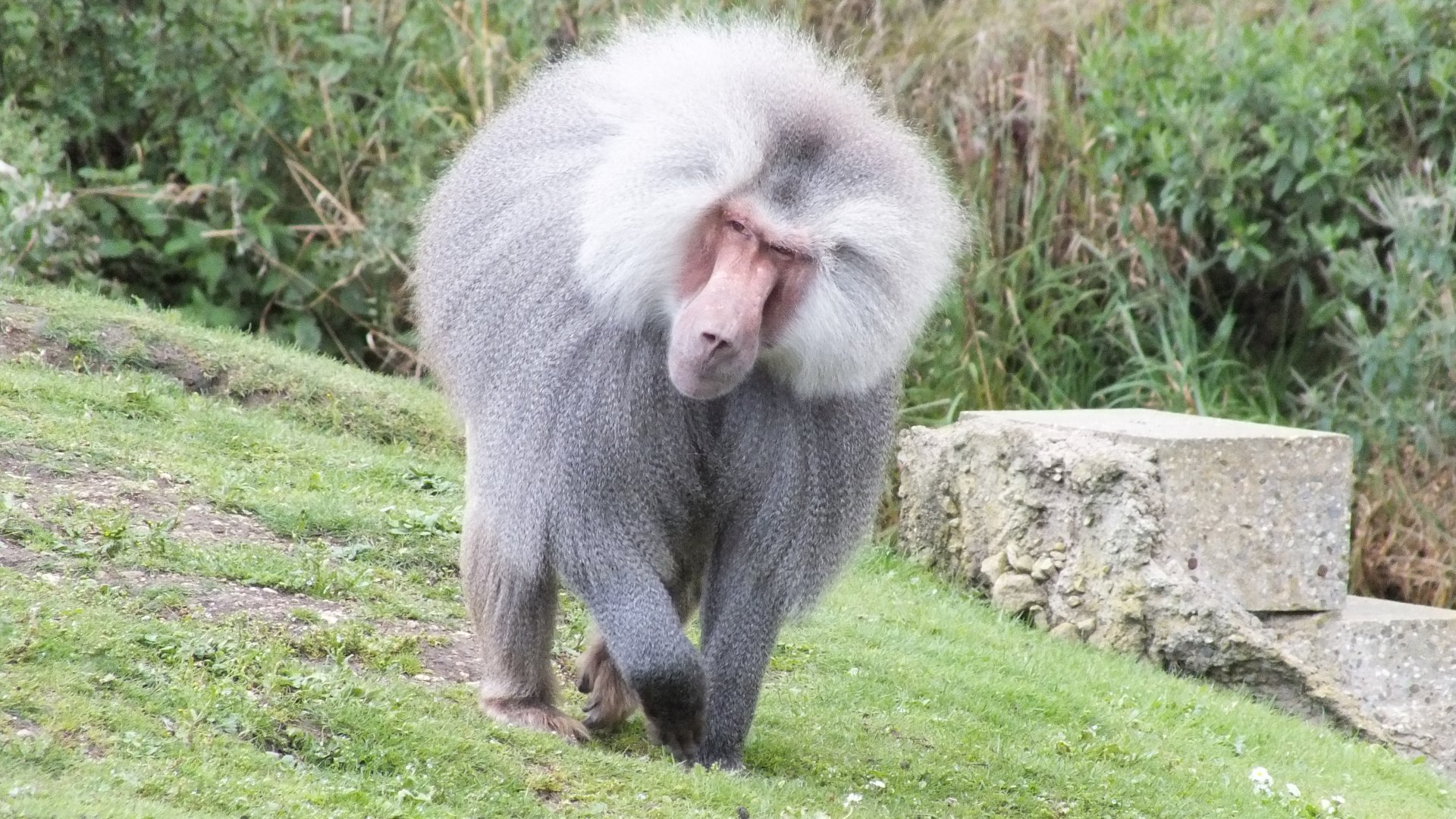 Hamadryas Baboon