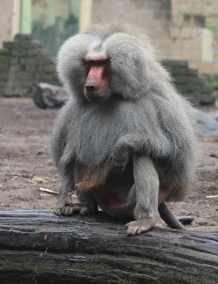 Hamadryas baboon