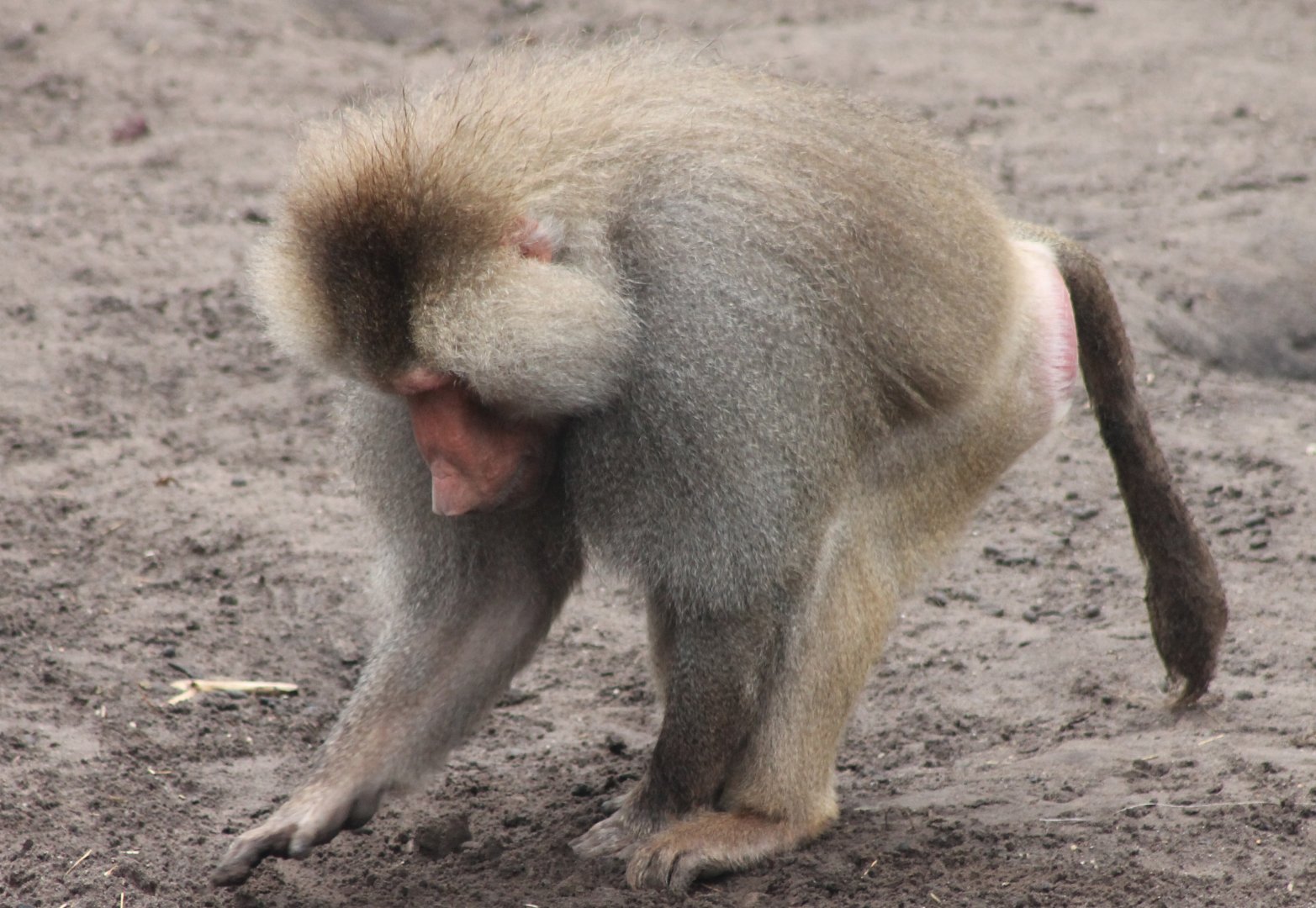 Hamadryas baboon