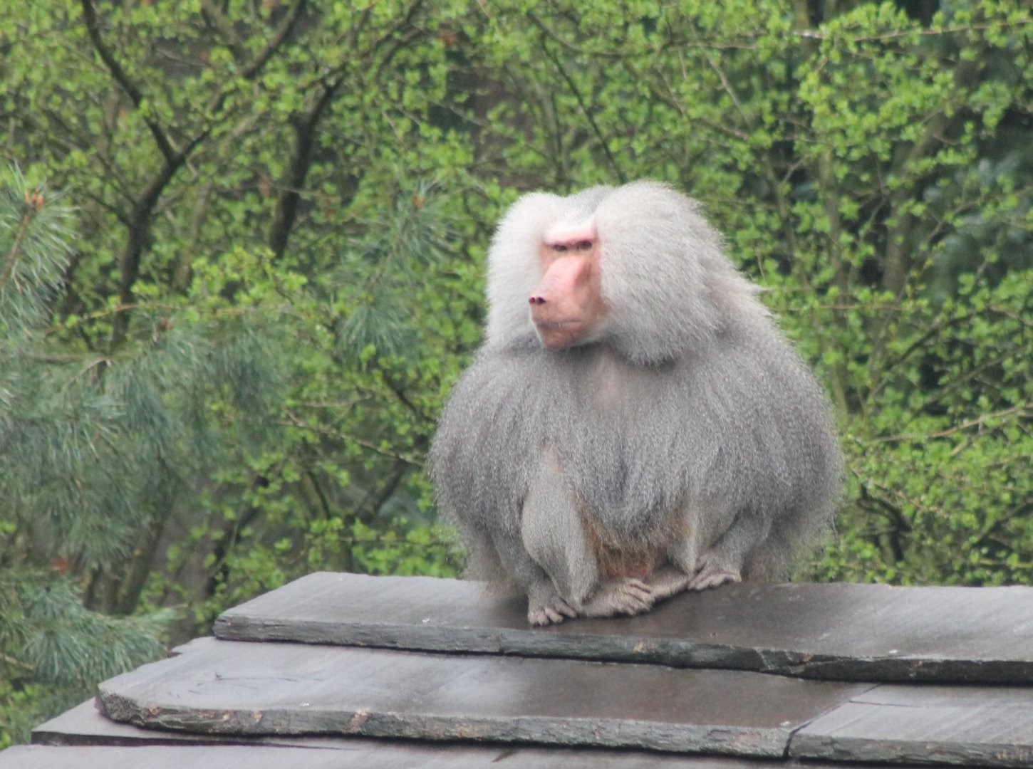 Hamadryas baboon
