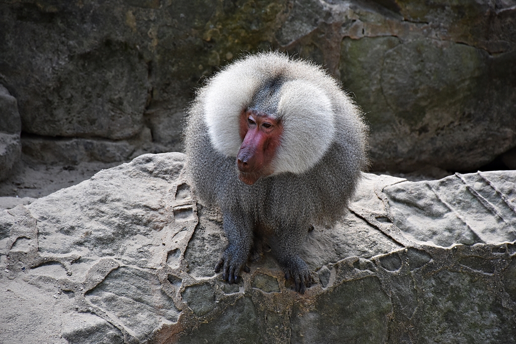 Hamadryas baboon