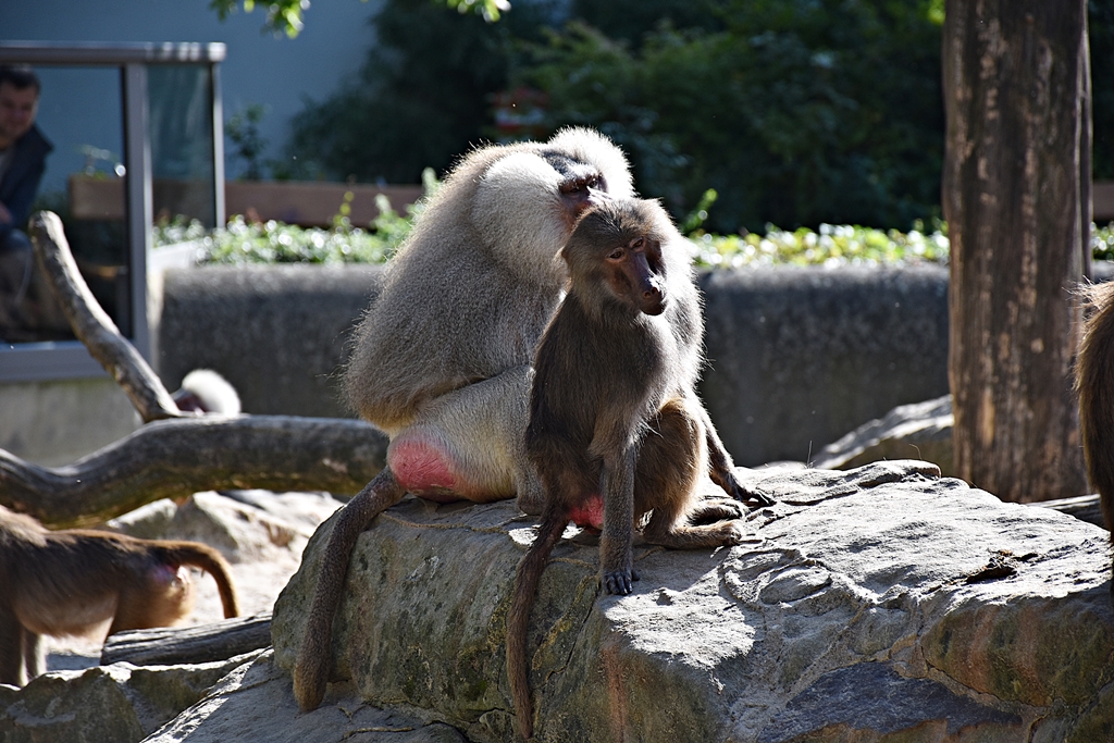 Hamadryas baboon