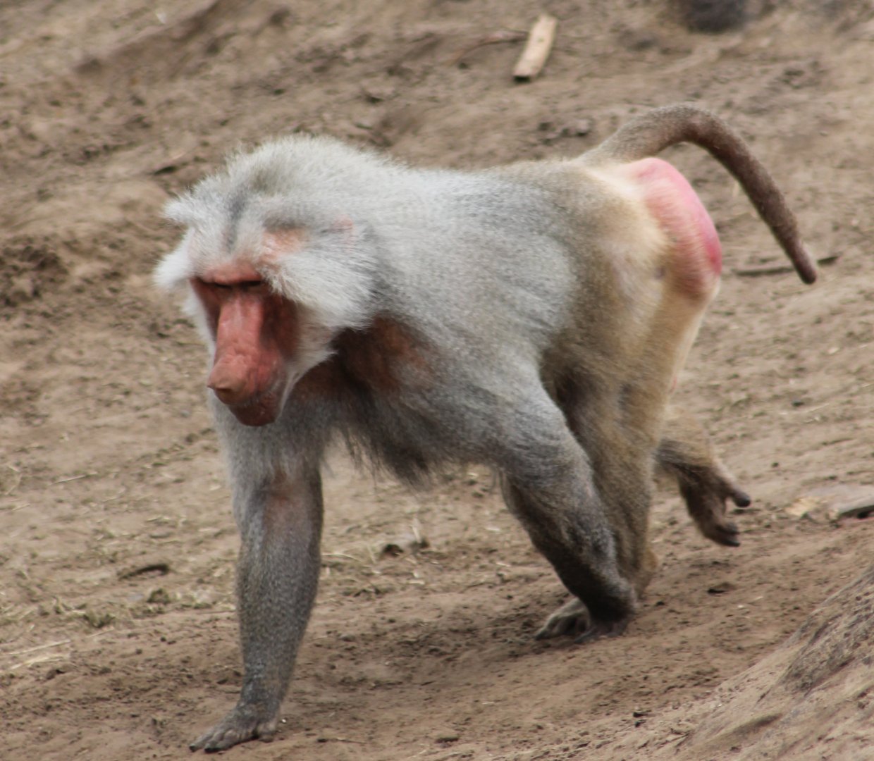 Hamadryas baboon