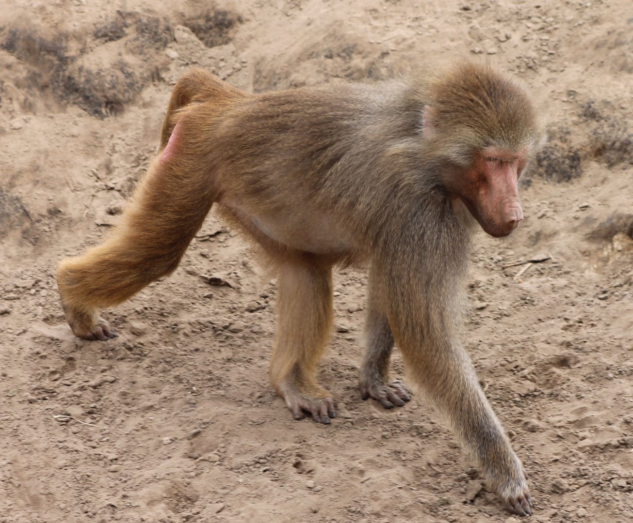 Hamadryas baboon