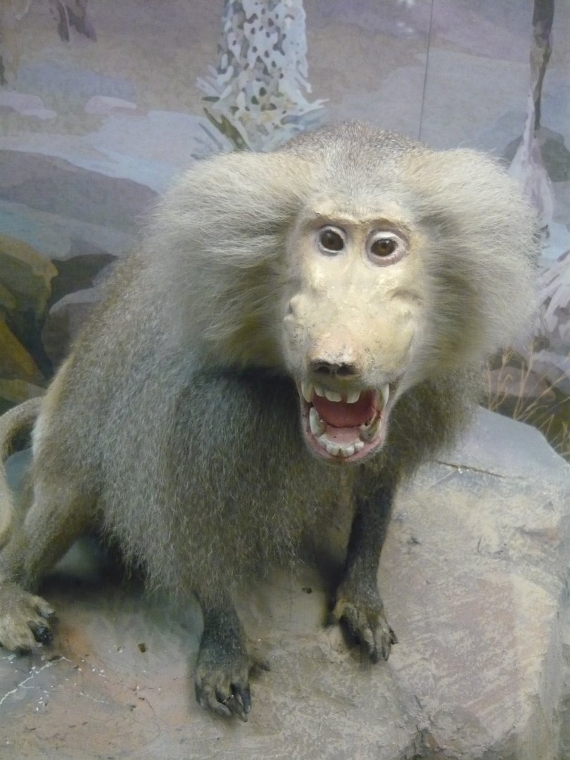 Hamadryas baboon