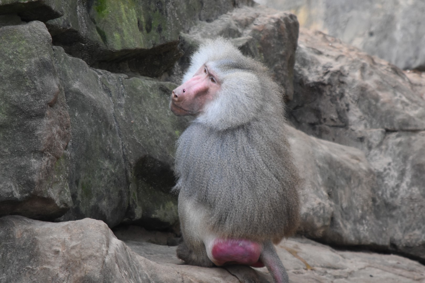 Hamadryas baboon