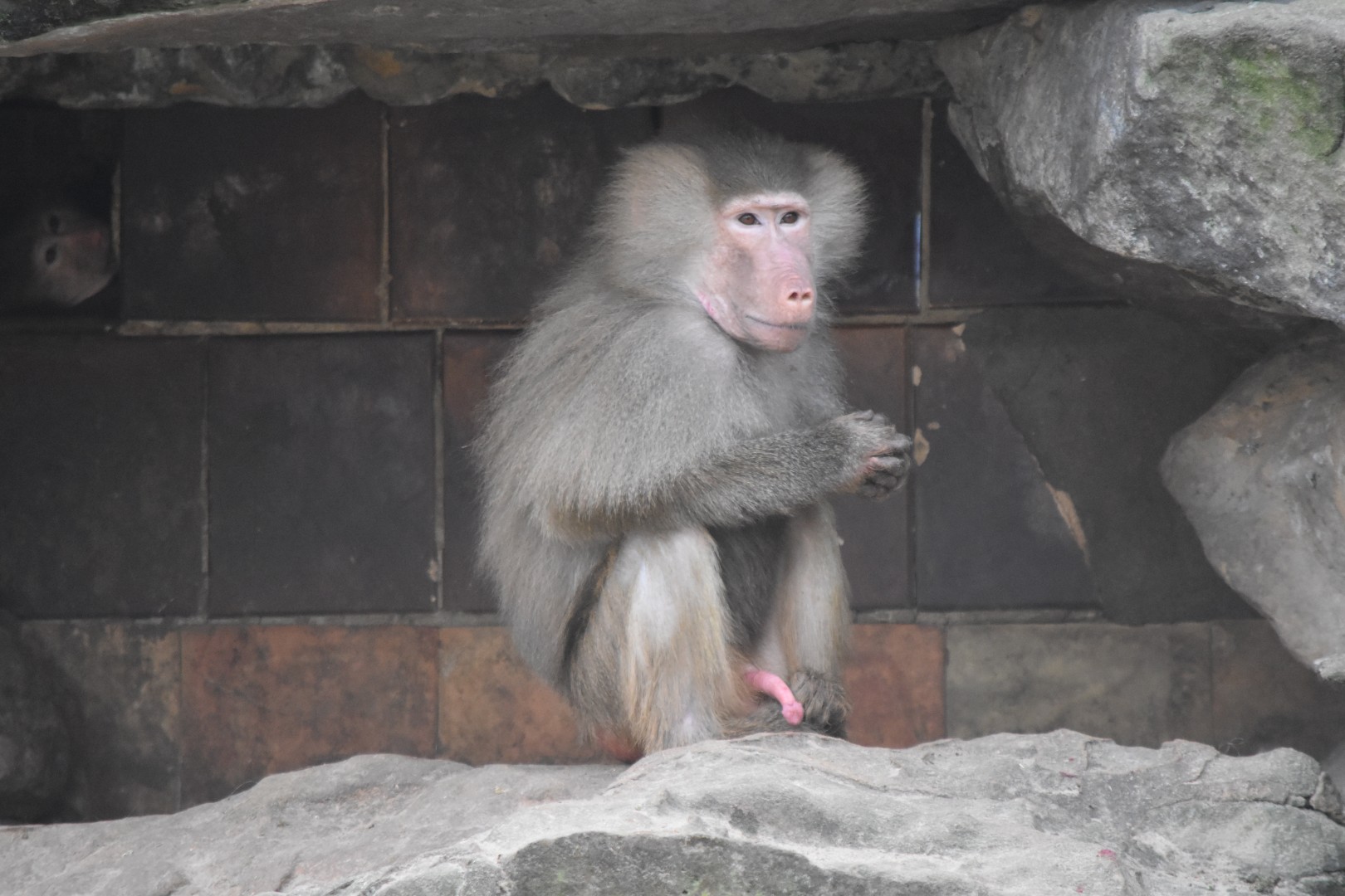 Hamadryas baboon