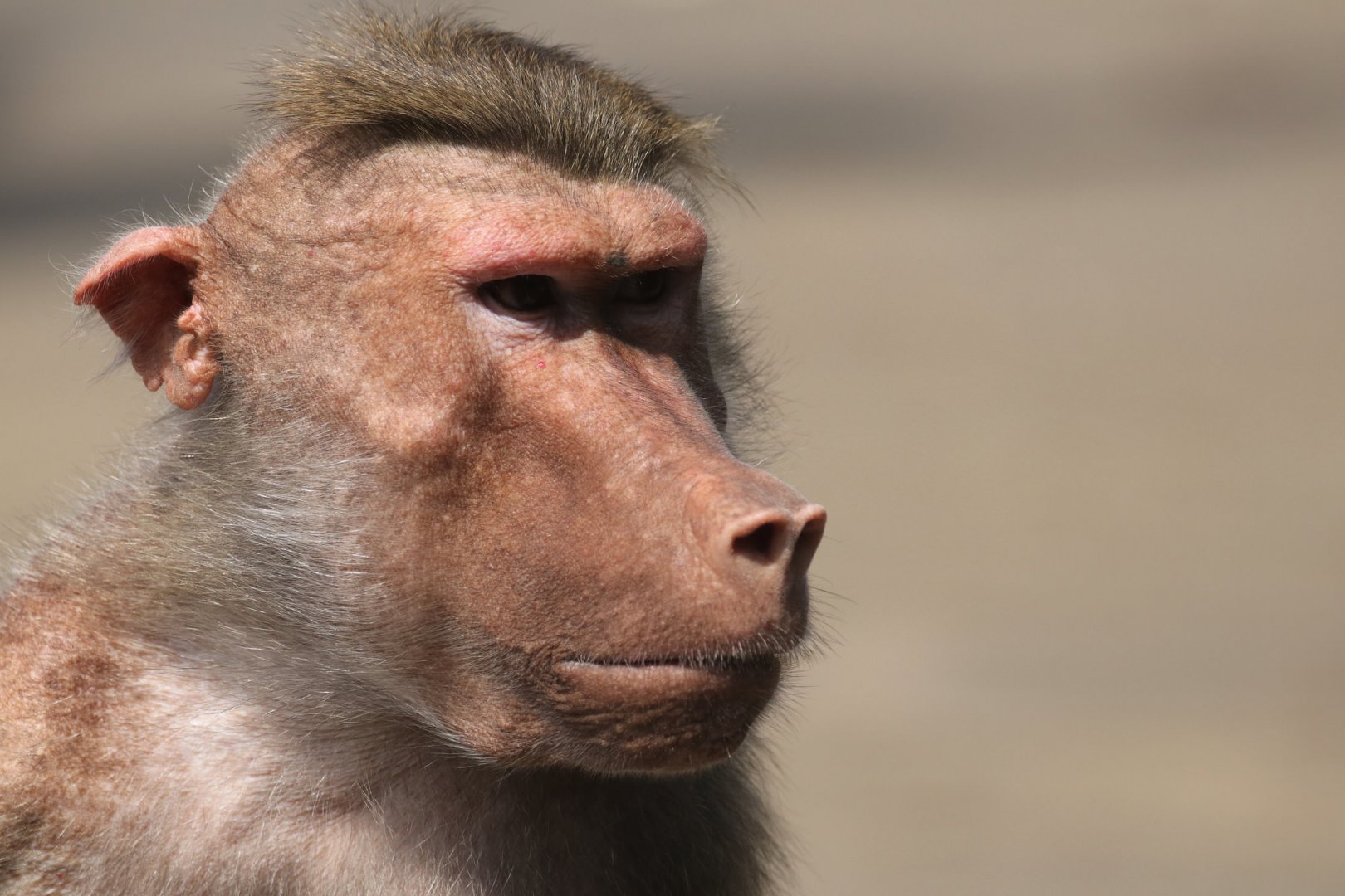 Hamadryas baboon