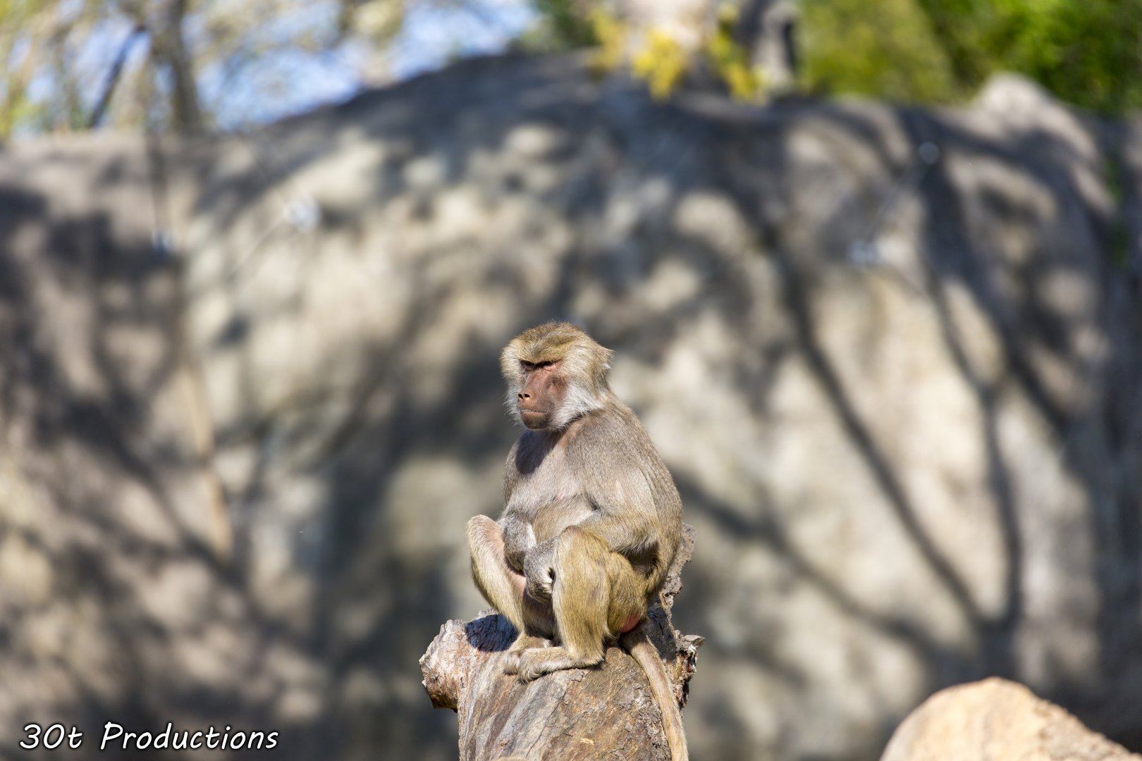 Hamadryas baboon