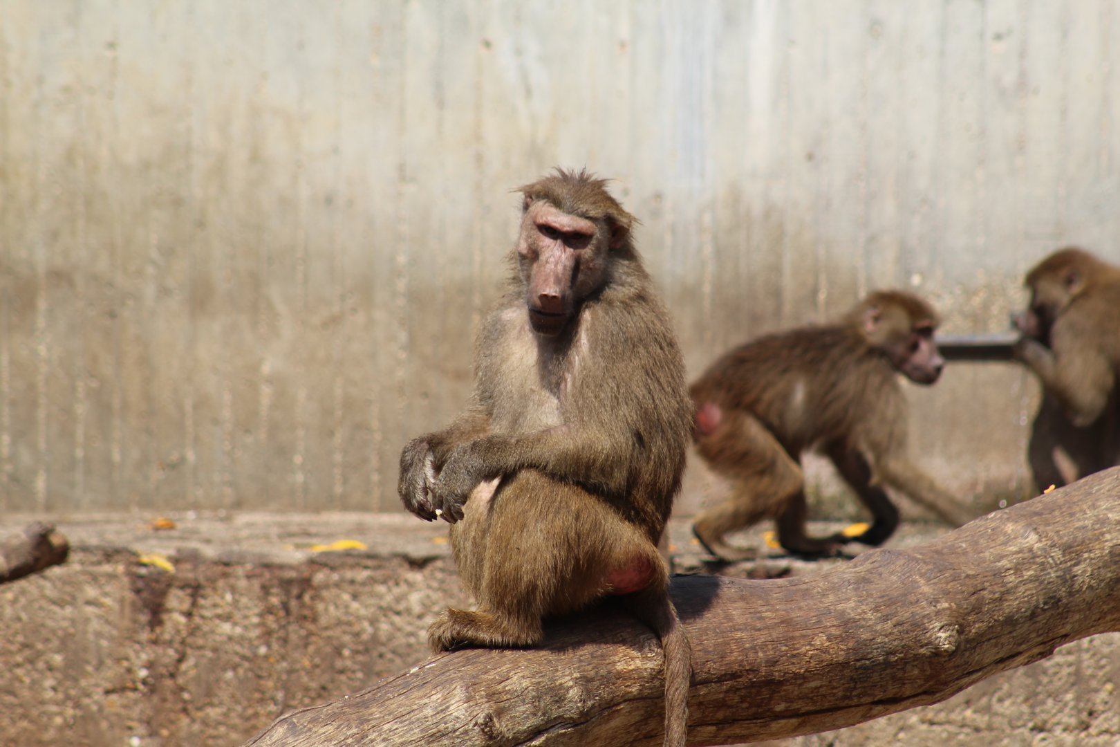 Hamadryas Baboon