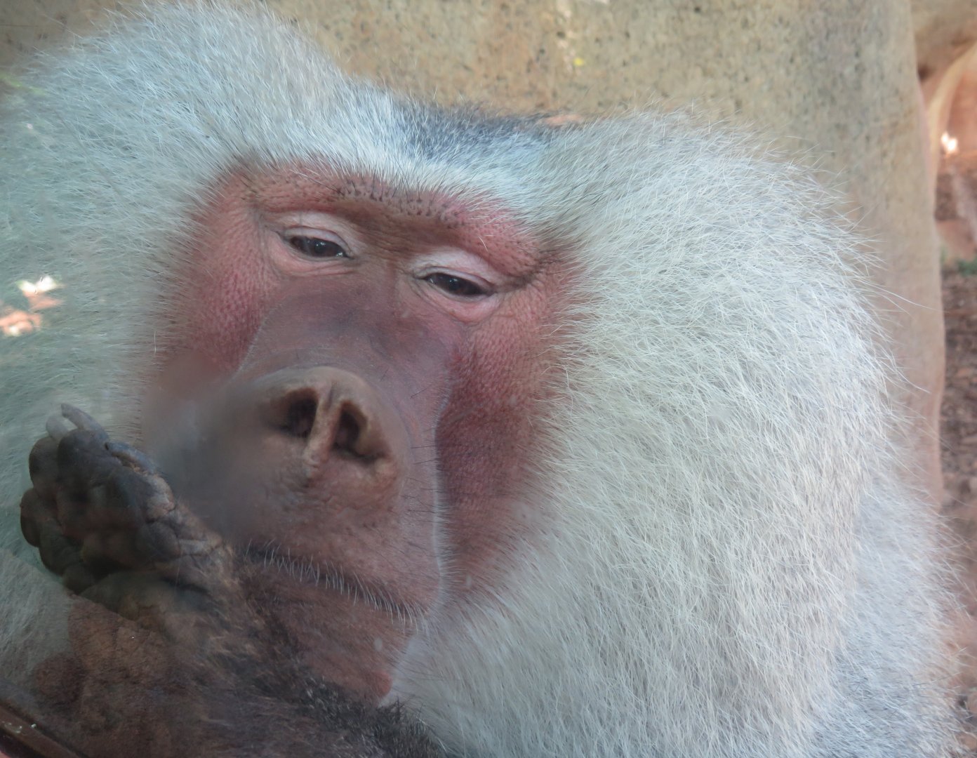 Hamadryas baboon
